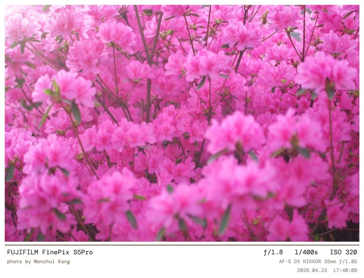 vivid pink